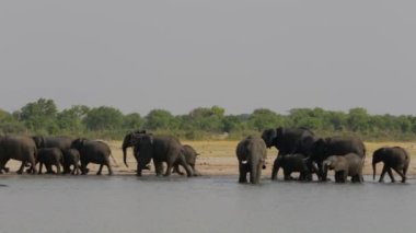 Afrika fili Afrika safari yaban hayatı ve wilderness