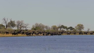 Afrika fili Afrika safari yaban hayatı ve wilderness