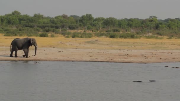 Słoń afrykański Afryka dzikość safari i w Puszczy — Wideo stockowe