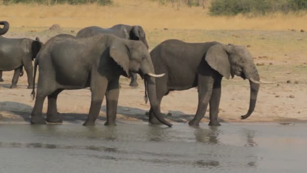 Elefante africano África safari vida silvestre y desierto — Vídeo de stock