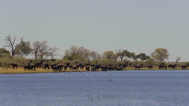 Afrika fili Afrika safari yaban hayatı ve wilderness — Stok video