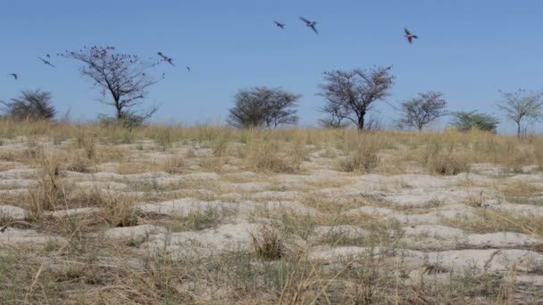 Rozsáhlé hnízdní kolonii Nothern Carmine Bee-eater — Stock video