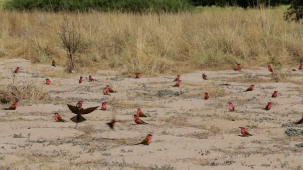 Rozsáhlé hnízdní kolonii Nothern Carmine Bee-eater — Stock video