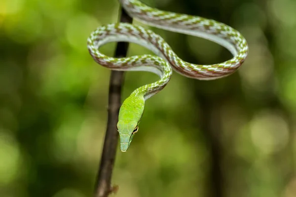 Groene Aziatische Vine Snake (Ahaetulla prasina) — Stockfoto