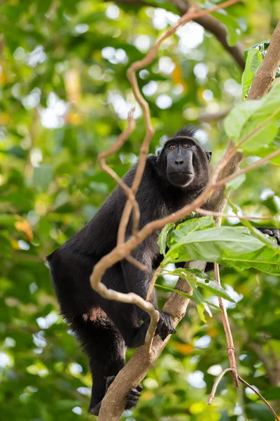 Mono sulawesi endémico Celebes macaco crestado — Foto de Stock