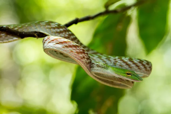 Grön asiatisk Vine orm (Ahaetulla prasina) — Stockfoto