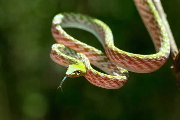 Cobra de videira asiática verde (Ahaetulla prasina ) — Fotografia de Stock