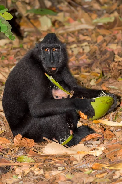 Sulawesi monkey with baby Celebes crested macaque — Stock Photo, Image