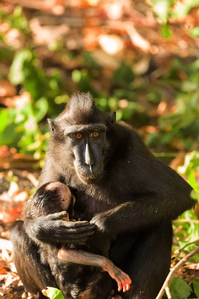 Sulawesi monkey with baby Celebes crested macaque — Stock Photo, Image