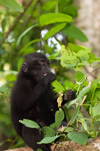 Macaco sulawesi endêmico Celebes crista macaco — Fotografia de Stock