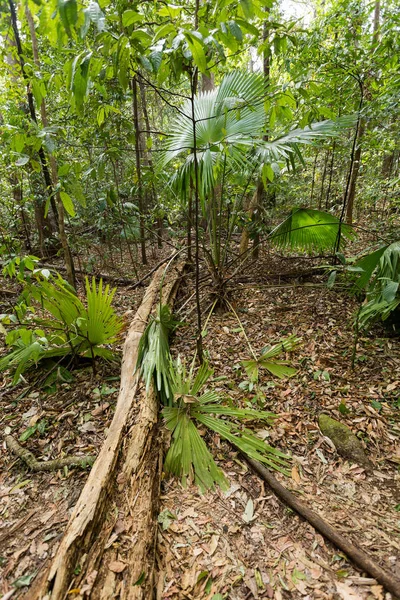 Selva en el Parque Nacional de Tangkoko, Indonesia — Foto de Stock