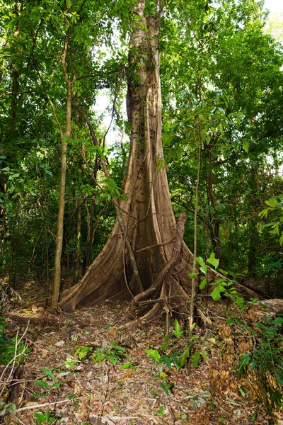 Massiver Baum wird von Wurzeln gestützt Tangkoko Park — Stockfoto