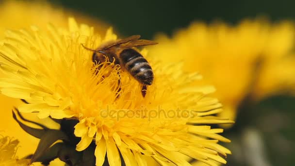 Abeille mellifère recueille du pollen sur un pissenlit jaune — Video