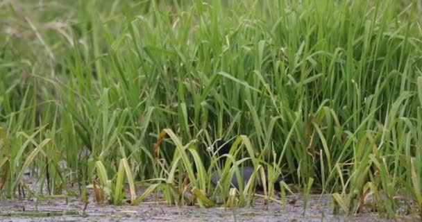 Foulque eurasienne dans un petit étang sur roseaux verts 