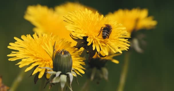 Abeja colecciona polen en un diente de león amarillo — Vídeo de stock