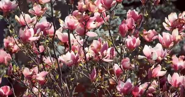 Magnoliaträd rör sig med vinden i vårträdgård — Stockvideo