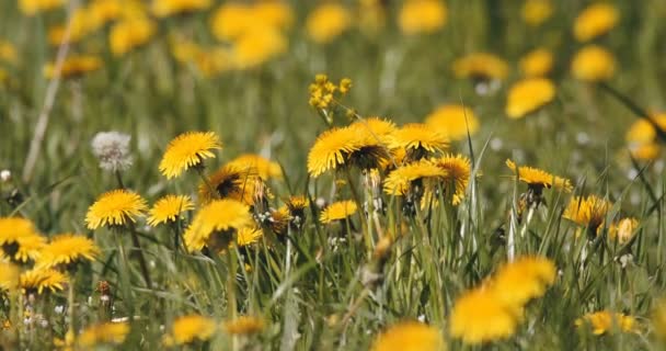 春天的花朵蒲公英在草地上 — 图库视频影像