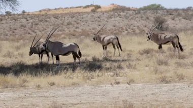 Gemsbok, Oryx gazella, Afrika yaban hayatı Güney Afrika