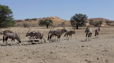 Gemsbok, Oryx gazella, Afrika yaban hayatı Güney Afrika