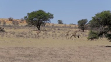 Zürafa zürafa Afrika Bush