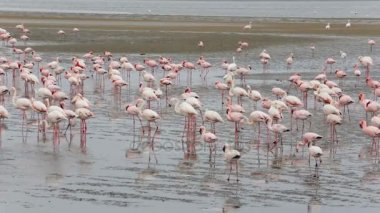 kuş Pembe Flamingo koloni Walvis Bay, Namibia, Afrika yaban hayatı