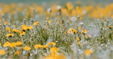 bahar çiçekleri dandelions çayırda, Bahar sahne