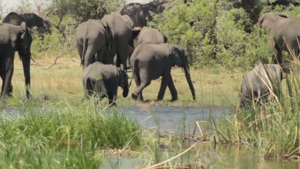 África elefante safari vida selvagem e selvagem — Vídeo de Stock