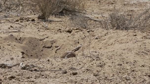 Esquilo terrestre sul-africano Xerus inauris — Vídeo de Stock