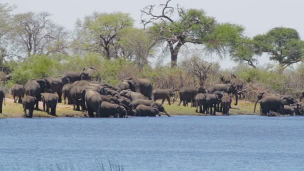 Африканское сафари на слонах — стоковое видео