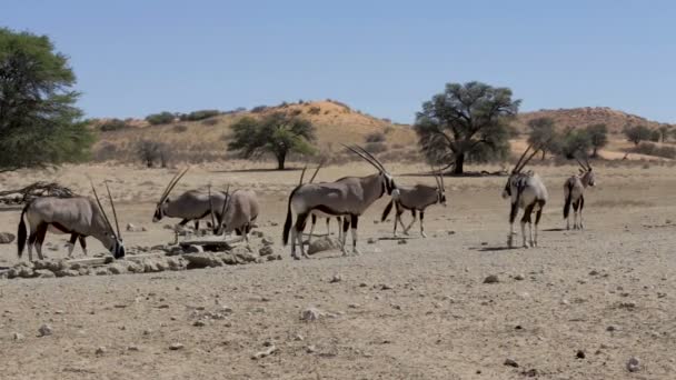 Gemsbok, Oryx gazella, africa fauna Sudáfrica — Vídeo de stock