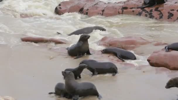 Enorme colonia de focas de piel marrón - lobos marinos, Namibia, África fauna — Vídeo de stock