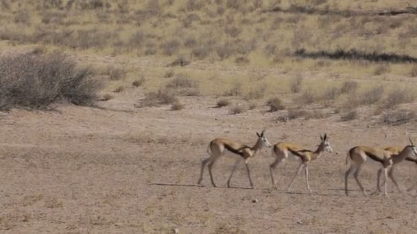 Manada de springbok, África safari fauna — Vídeo de stock