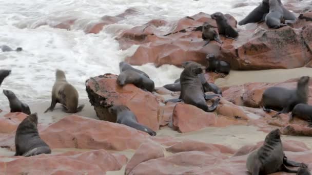 Hatalmas kolónia a Dél-afrikai medvefóka - tenger oroszlánok, Namíbia, Afrika wildlife — Stock videók