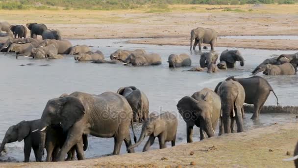 Elephants drinking at waterhole, Hwange, Africa wildlife — Stock Video