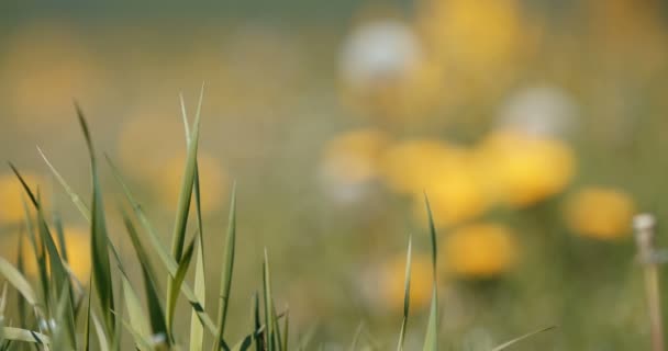Spring flowers dandelions in meadow, springtime scene — Stock Video