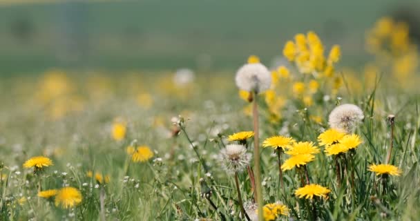 Spring flowers dandelions in meadow, springtime scene — Stock Video