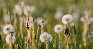 karahindiba tohum bahar esintisi çayır üzerinde