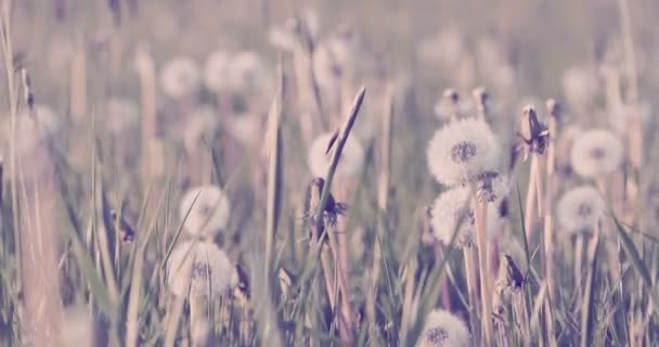 Dandelion with seed on meadow in spring breeze — Stock Video