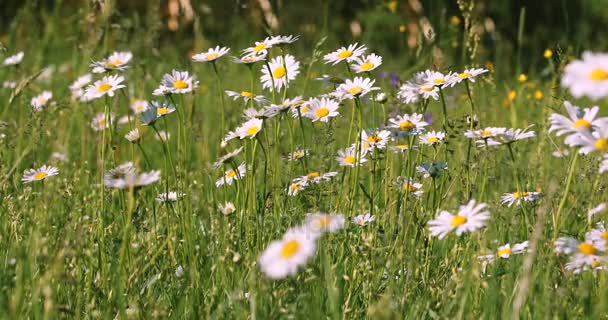 春の風の草原で白いマルグリットまたはデイジーの花 — ストック動画