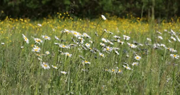 Белая Маргарита или цветок маргаритки на лугу в весенний бриз — стоковое видео