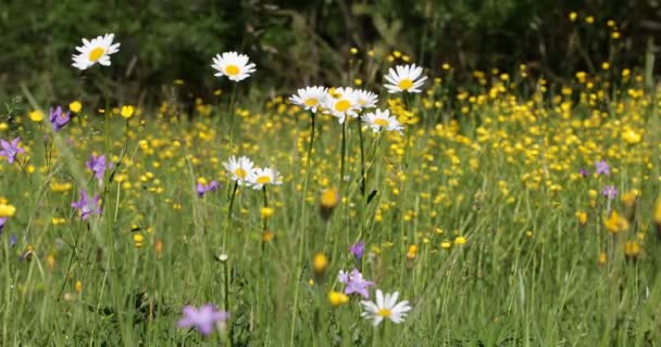 Witte marguerite of daisy bloem op weide in lente wind — Stockvideo