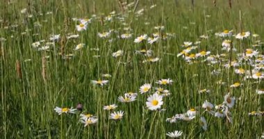 bahar esintisi çayırda beyaz marguerite veya papatya çiçek
