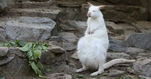 Beyaz albino kanguru dans, Kırmızı yakalı Wallaby — Stok video