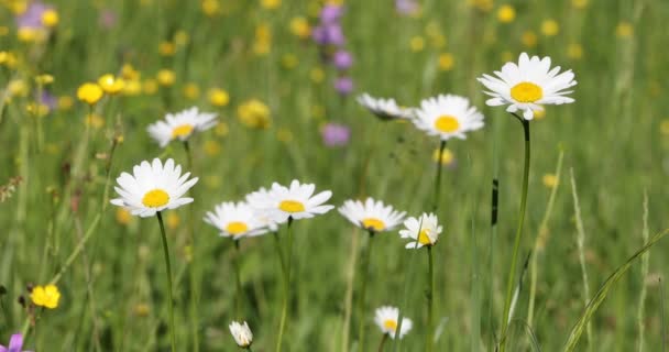 Witte marguerite of daisy bloem op weide in lente wind — Stockvideo