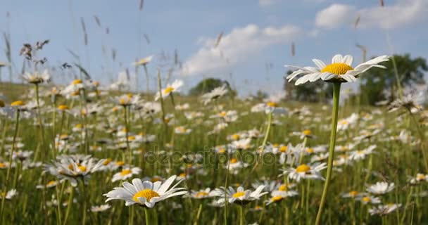 Weiße Margerite oder Gänseblümchen auf der Wiese bei Frühlingsbrise — Stockvideo