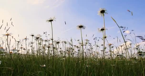 Witte marguerite of daisy bloem op weide in lente wind — Stockvideo