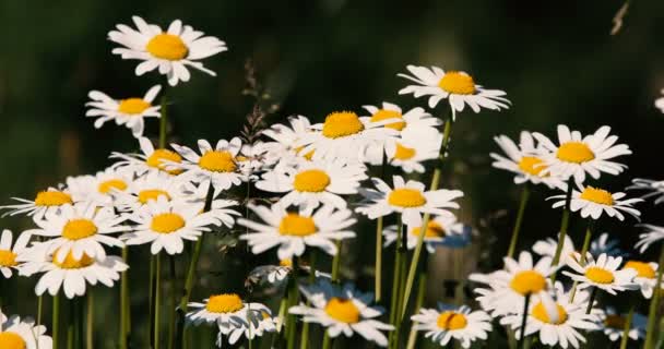 Margarita blanca o flor de margarita en el prado en la brisa de primavera — Vídeos de Stock