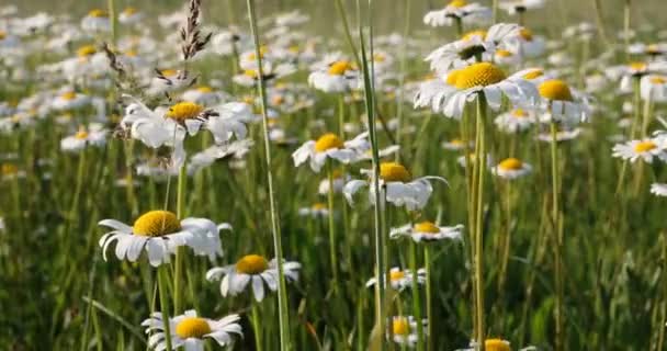 Marguerite branca ou flor de margarida no prado na brisa de primavera — Vídeo de Stock