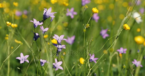 Selvaggio Campanula viola campana fiore sul prato in primavera brezza — Video Stock