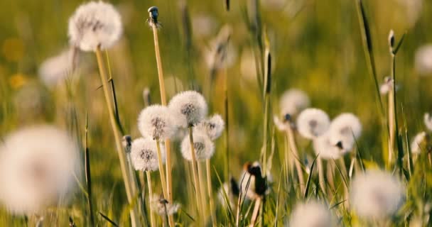 春の風の草原の種とタンポポ — ストック動画